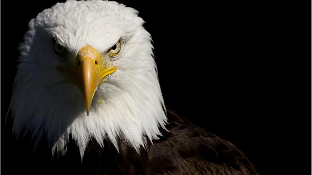 8589130423356-bald-eagle-wallpaper-hd.jpg